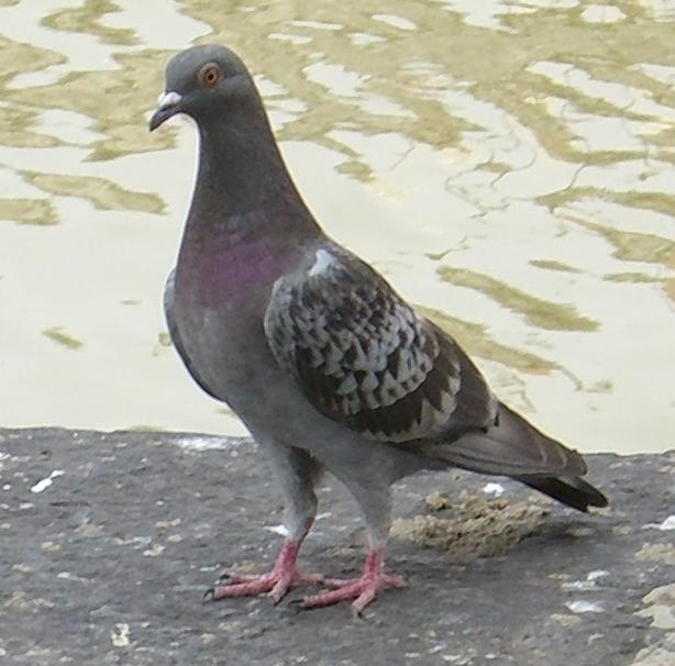 pigeon000.jpg